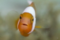   Hello Saddleback Anenomefish  